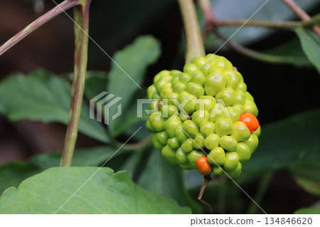 Fruit of the giant snake plant 134846620