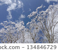 Winter trees covered in frost, a tranquil landscape set against the blue sky 134846729