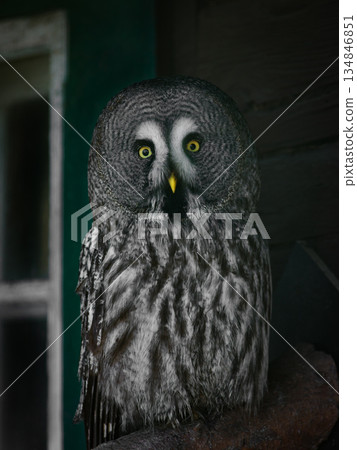 Great Grey Owl sitting by a window near a house Great Grey Owl sitting by a window near a house 134846851