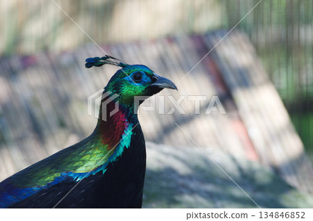 Portrait of male Himalayan or Impeyan monal (Lophophorus impejanus) 134846852