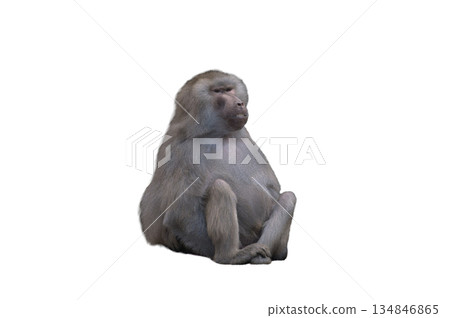 monkey sitting isolated on white background 134846865