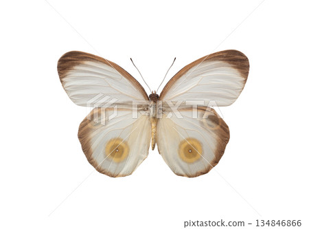 butterfly Taenaris catops isolated on white background 134846866