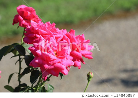 Roses in full bloom bathing in the spring sunlight Roses in full bloom bathing in the spring sunlight 134846897