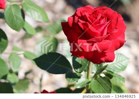 Roses in full bloom bathing in the spring sunlight Roses in full bloom bathing in the spring sunlight 134846925