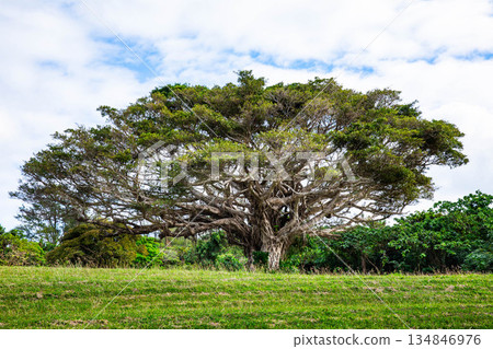 大榕樹 大榕樹 134846976