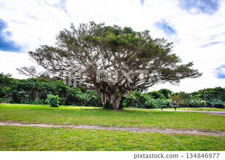 大榕樹 134846977