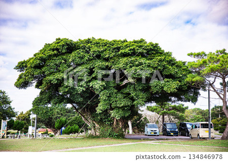 大榕樹 134846978