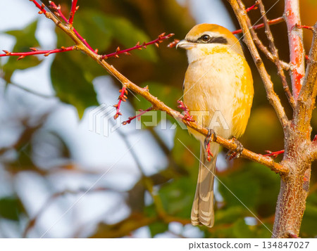 A shrike (wild bird) perched on an autumn-colored branch 134847027