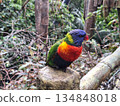 Vibrantly colored rainbow lorikeet parrot perched on a small tree branch, showcasing its bright green, blue, red, and yellow feathers in a natural outdoor setting 134848018