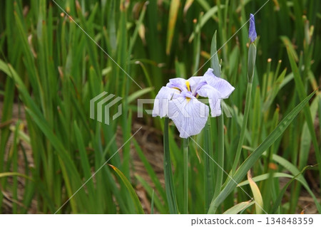 Iris Izumikawa 9 Iris Izumikawa 9 134848359