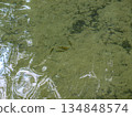 Five small striped fish in clear water in a group. A lake with very clear unreal water. 134848574