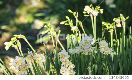 神奈川縣最南端城島的冬季 134848605