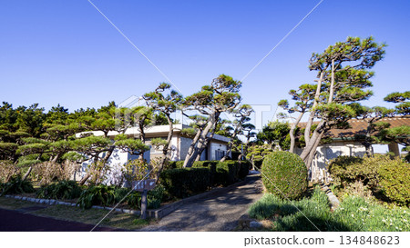 Winter in Jogashima, the southernmost point of Kanagawa Prefecture Winter in Jogashima, the southernmost point of Kanagawa Prefecture 134848623