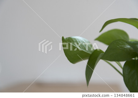 Close-up of houseplant leaves placed on a table 134848661