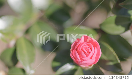 Camellia flowers bathed in winter light 134848715