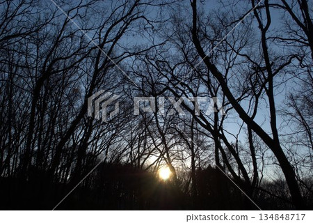 Morning sun seen through the trees 134848717