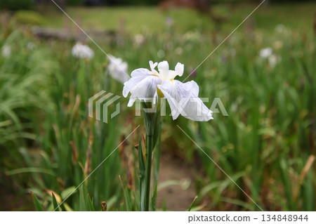 鳶尾花池塘漣漪 4 鳶尾花池塘漣漪 4 134848944