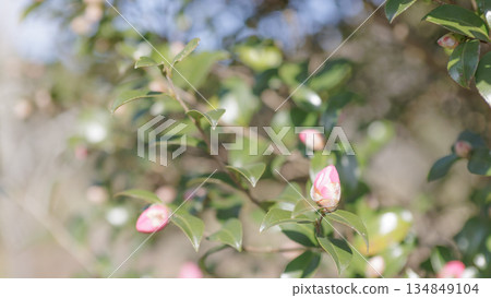 可愛的粉色山茶花苞 可愛的粉色山茶花苞 134849104