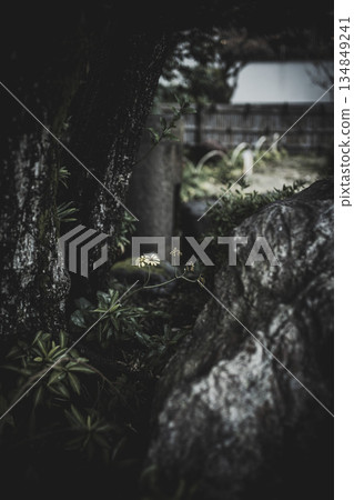 Scenery of Kiyosumi Garden in late autumn 134849241
