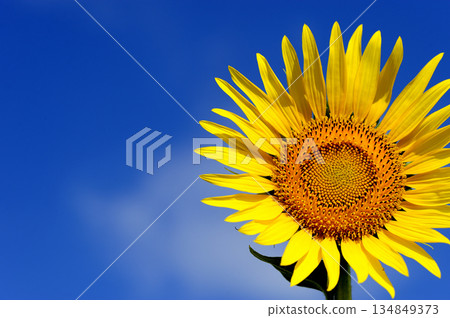 說到夏天的向日葵 134849373