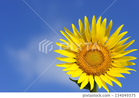 Speaking of summer sunflower 134849375