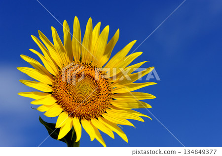 Speaking of summer sunflower 134849377