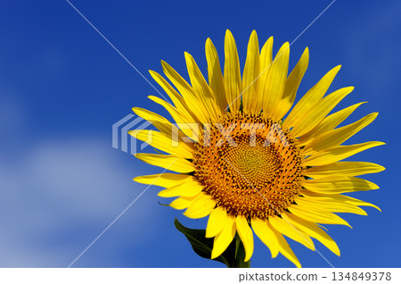 Speaking of summer sunflower Speaking of summer sunflower 134849378