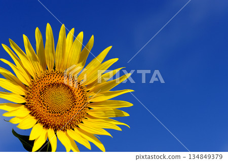 Speaking of summer sunflower Speaking of summer sunflower 134849379