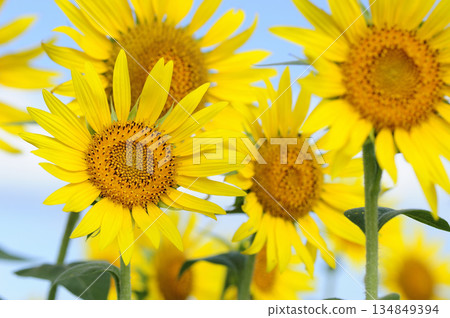 說到夏天的向日葵 說到夏天的向日葵 134849394