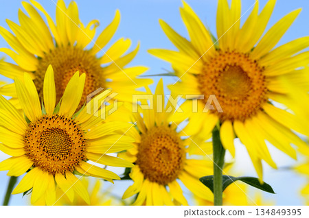 說到夏天的向日葵 134849395
