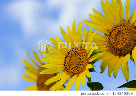 Speaking of summer sunflower 134849399