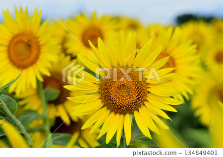 說到夏天的向日葵 134849401
