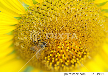 Sunflowers and honey bees Sunflowers and honey bees 134849490