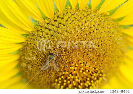向日葵和蜜蜂 向日葵和蜜蜂 134849491