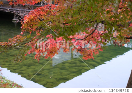 三溪園池塘裡的楓樹 三溪園池塘裡的楓樹 134849728