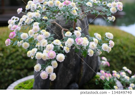 三溪園的盆景 134849740