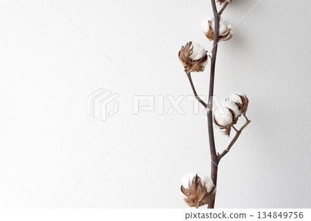乾燥棉花和白色背景 乾燥棉花和白色背景 134849756