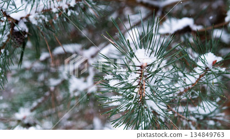 Snow Dusting Pine Needles Under Soft Light, CloseUp Of FrostLaden Evergreen Bough Showing Textured Needles, Muted Winter Tones And Peaceful Atmosphere For Seasonal Visuals 134849763