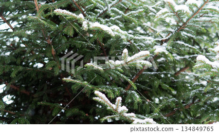 Thawing Evergreen Showing Melting Snow Droplets Green Needles Peeking Through Receding Snow, Early Season Transition, Moist Branches Glistening, Hopeful Vibes For Seasonal Change And Climate Thawing Evergreen Showing Melting Snow Droplets Green Needles Peeking Through Receding Snow, Early Season Transition, Moist Branches Glistening, Hopeful Vibes For Seasonal Change And Climate 134849765