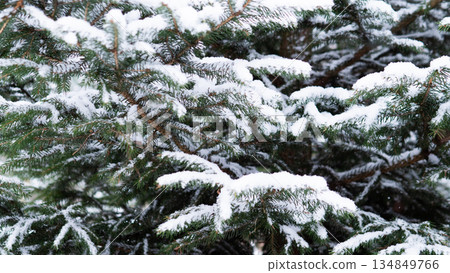 Heavy Snow Resting On Clustered Pine Branches, Panoramic CloseRange Scene Revealing Layered Boughs, Textured Needles And Sheltered Woodland Mood For Winter Editorial Use 134849766