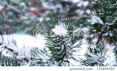 Snowy Pine Closeup, Serene Winter Landscape Featuring Snowcovered Pine Tips And Delicate Frost, Calm Winter Morning Focusing On Pine Needle Clusters With Soft Highlights And Snow Textures Snowy Pine Closeup, Serene Winter Landscape Featuring Snowcovered Pine Tips And Delicate Frost, Calm Winter Morning Focusing On Pine Needle Clusters With Soft Highlights And Snow Textures 134849769