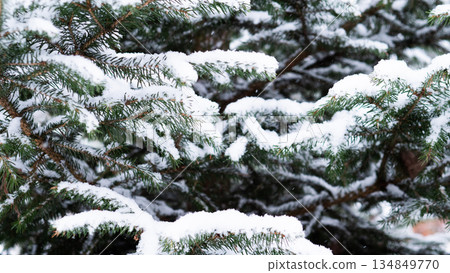 Macro Image Showing Snow Accumulation On Pine Needles With Shadow Play, Highresolution Photograph Capturing Snow And Organic Patterns On Pine Boughs For Creative Design Purposes Macro Image Showing Snow Accumulation On Pine Needles With Shadow Play, Highresolution Photograph Capturing Snow And Organic Patterns On Pine Boughs For Creative Design Purposes 134849770