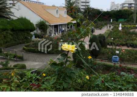 In search of roses 134849888