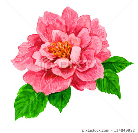 Camellia painted in watercolor 251230pix7 134849958