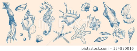Seashells and marine inhabitants sketch set Seashells and marine inhabitants sketch set 134850016
