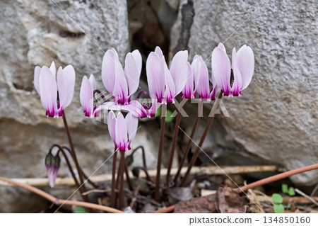Cyclamen graecum, the Greek cyclamen,is a perennial plant in the flowering plant family Primulaceae, Crete 134850160