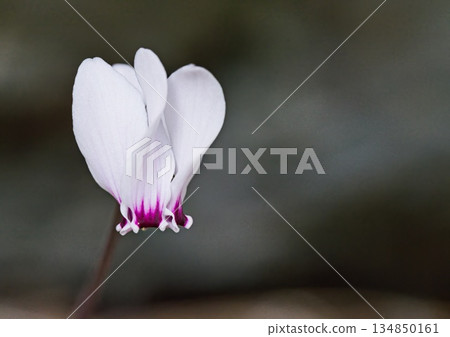Cyclamen graecum, the Greek cyclamen,is a perennial plant in the flowering plant family Primulaceae, Crete 134850161