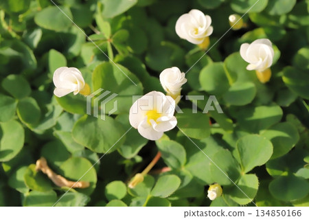 Small white flowers of Hibiscus oxalis blooming in a winter garden 134850166