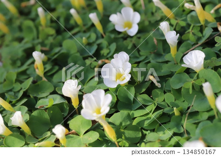 Small white flowers of Hibiscus oxalis blooming in a winter garden 134850167