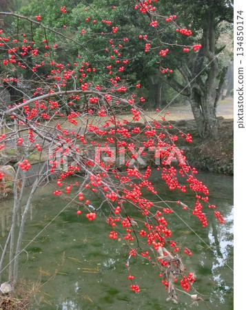 冬青鋸齒水果 冬青鋸齒水果 134850174